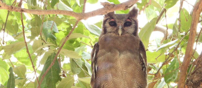 bruine uil met roze oogwimper en zwarte ogen zittend op een tak ons recht aankijkend