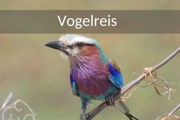 lilac breasted roller gespot op een vogelreis tanzania