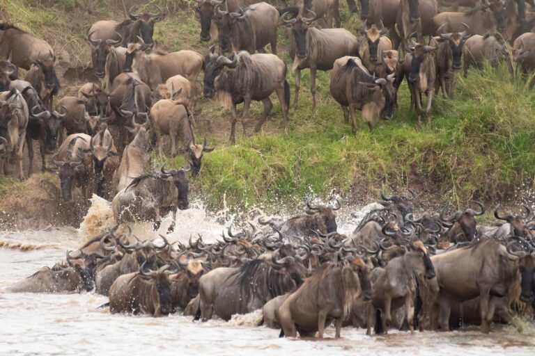 grote migratie en crossing waarbij opvallend een gnoe uit het water springt