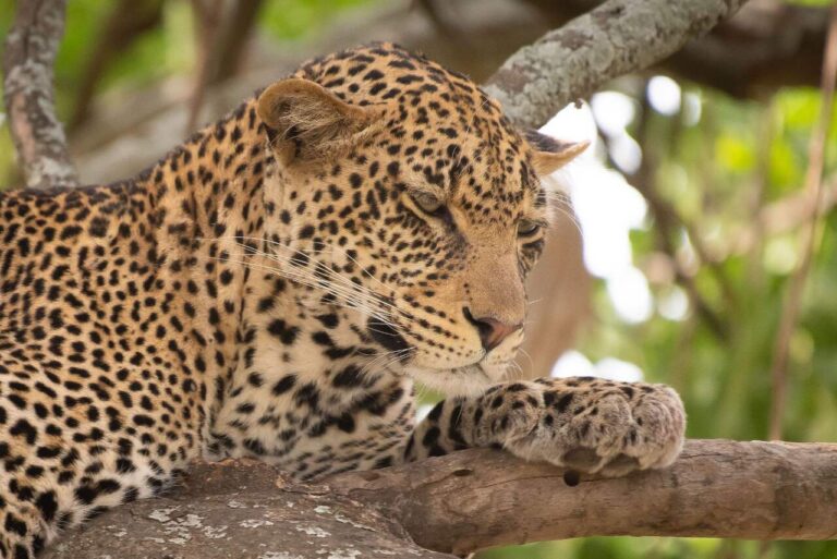 close up van de kop van een luipaard met de ogen half open en liggend op een tak
