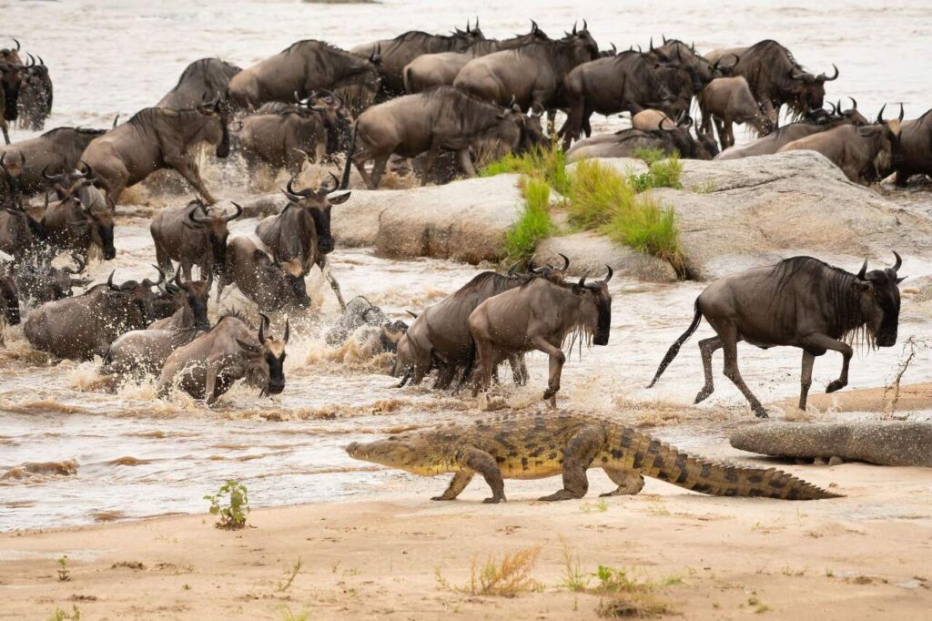 op de achtergrond allemaal gnoes die de rivier oversteken tijdens een crossing en op de voorgrond een krokodil