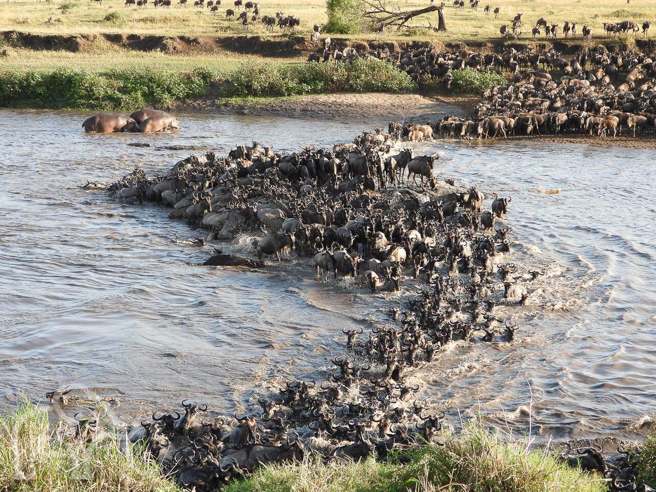 grote crossing van tienduizenden wildebeast over de mara rivier in een grote sliert en verstoorde hippo's die uit het water komen serengeti