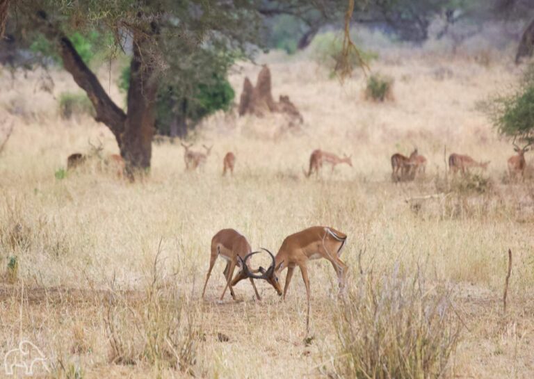 twee-mannetjes-gazellen-vechten-met-gazelles-op-de-achtergrond