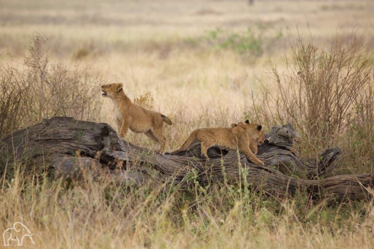 drie kleine welpjes lopend op een uitgedroogde boomstam op de serengeti tanzania