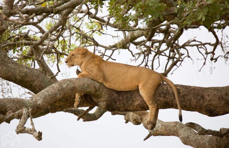 leeuwin liggend op een tak in de boom in lake manyara tanzania