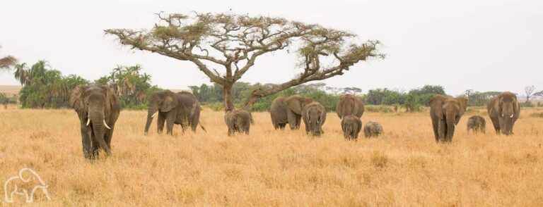 grote groep olifanten die je tegemoet komen in goudgeel gras op de vlaktes van de Serengeti