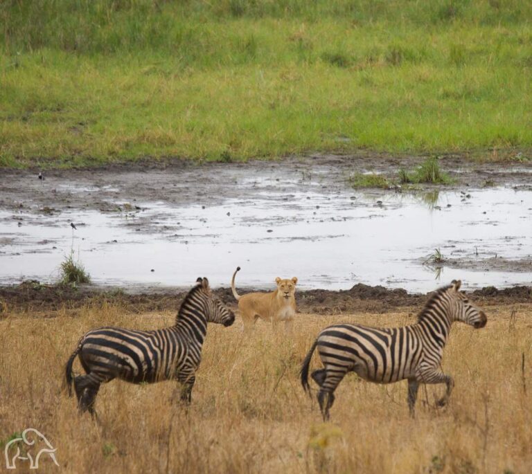 voorgrond twee rennende zebra's met op de achtergrond een leeuwin die ernaar kijkt serengeti tanzania