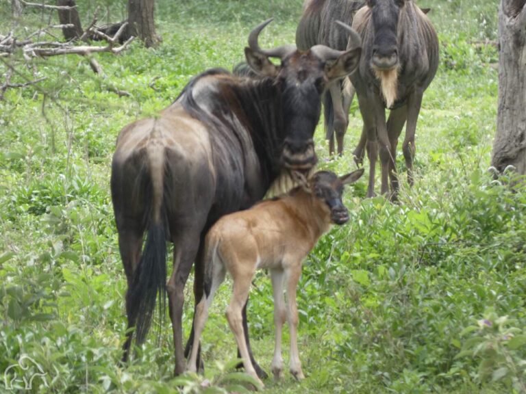 lichtbruin net geboren gnoe kalfje die naast zijn moeder staat op de vlakte van de serengeti