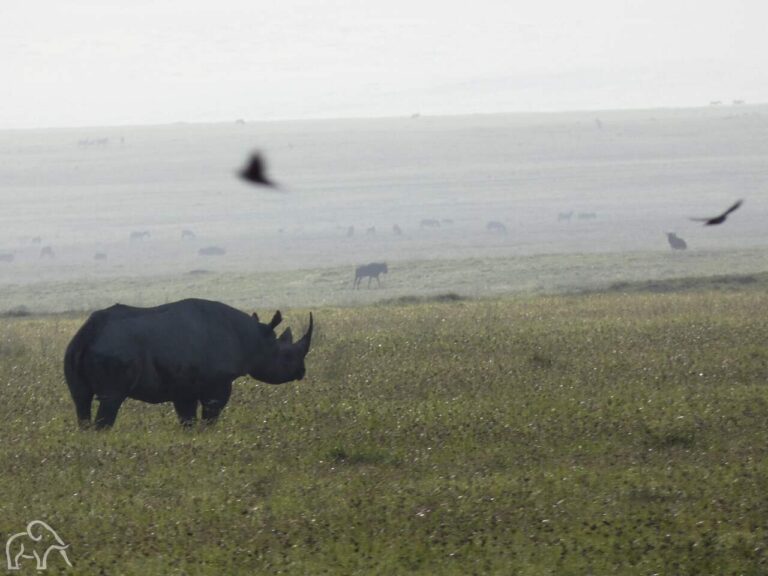 grote neushoorn die in het groene landschap staat van de ngorongoro krater