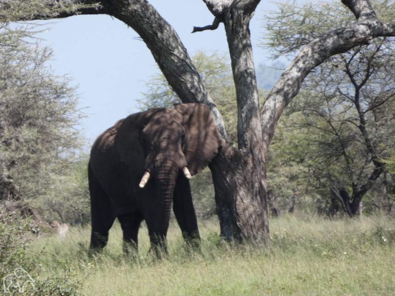 mooie grote olifant die in de schaduw van een boom leunt tegen de stam aan. ze kijkt je recht aan.