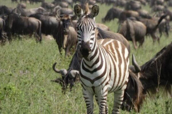 zebra die je aankijkt. daarachter grote kuddes met gnoes tot aan de horizon