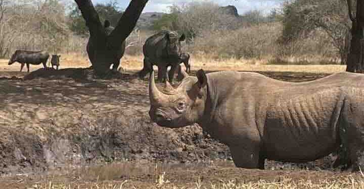 Neushoorns in het neushoorn reservaat in Mkomazi national park