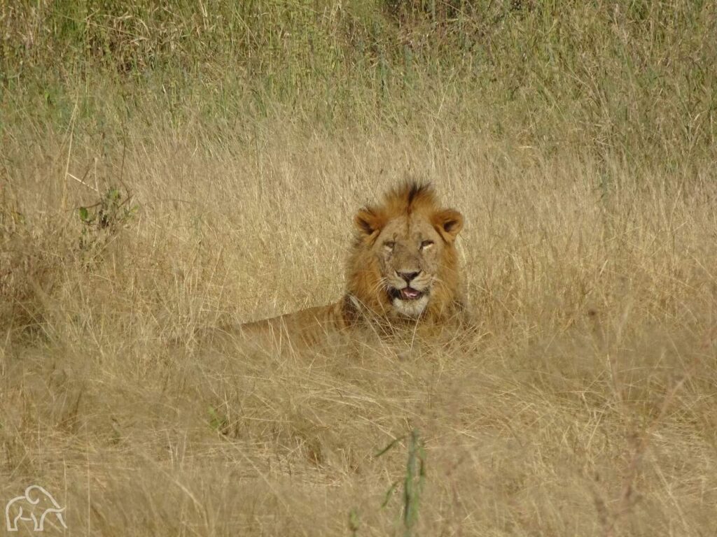 de kop van een mannetjes leeuw die net boven het goud gele gras uitkomt op de vlaktes van de serengeti