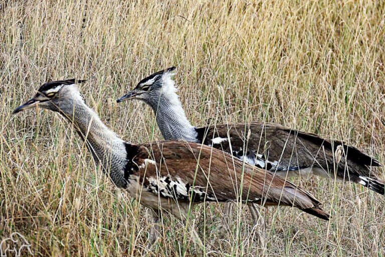 Twee Secretary birds lopend over de savannes van de Serengeti. Reiservaring safari Tanzania