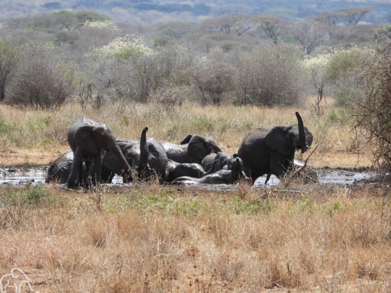 Grote groep olifanten die zich wassen en drinken in een poel met water. Mkomazi National Park Tanzania