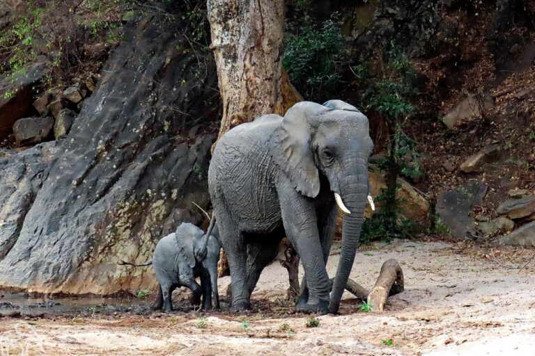Grote olifant voorop met een heel klein olifantje erachter lopend vanaf de rivier terug naar de bossen van Lake Manyara national park. Reisverslag reizigers Droomreis Tanzania