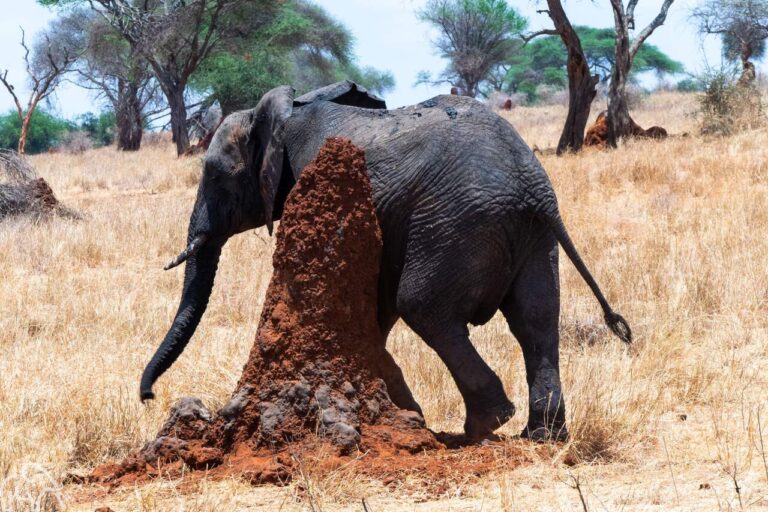 Reiservaring rondreis Tanzania. Olifant die zijn huid schuurt aan een termietenheuvel