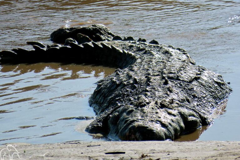Grote krokodil liggend in de Mara rivier op de Serengeti. Review Tanzania
