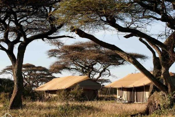 Tijdens een rondreis door Tanzania kwamen we op de Serengeti bij ons Migratie Tented Camp. Dor hoog gras met op de voorgrond acacia bomen en daarachter twee kaki gekleurde safari tenten die bijna opgaan in het landschap. Dit is het echte out in Africa gevoel