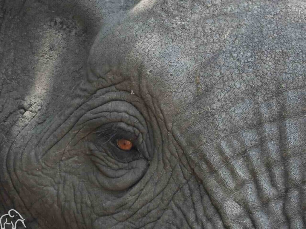 Safari Tanzania met een closeup van het oog van een olifant en een klein stukje van zijn hoofd. Het oog is bruin en heeft een klein zwarte pupil