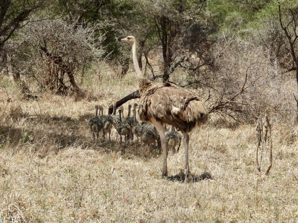 Safari Tanzania. Struisvogel met een heleboel kleintje lopen in het dorre gras van de Serengeti