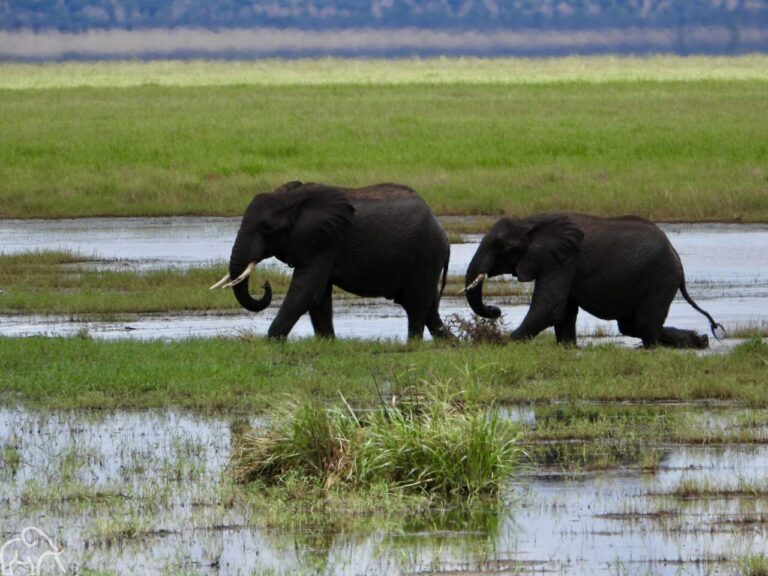 Tarangire national park Tanzania. twee olifanten die achter elkaar lopen langs het moeras