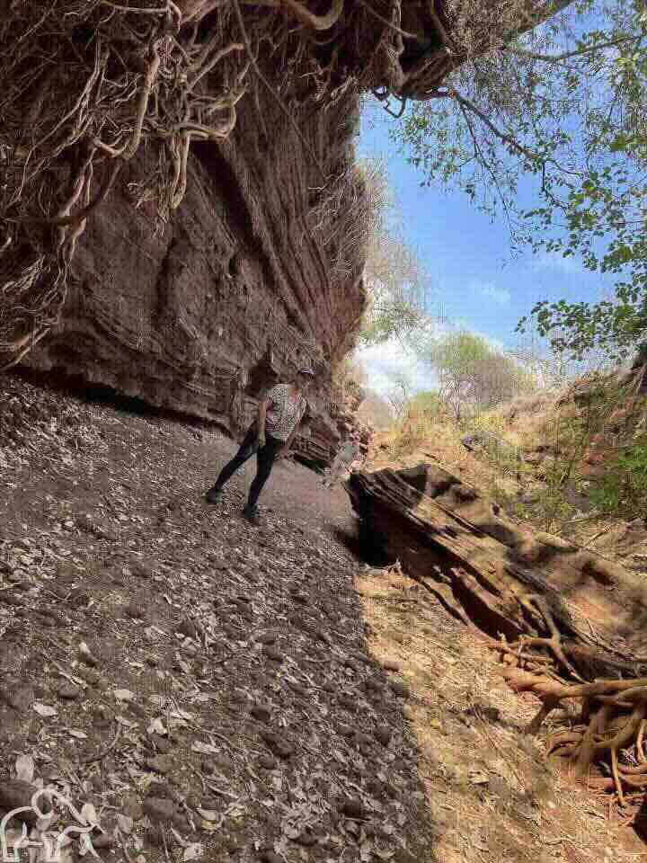 Lake Chela Tanzania. Wandeling door een droge rivierbedding met enorme wortels van bomen.