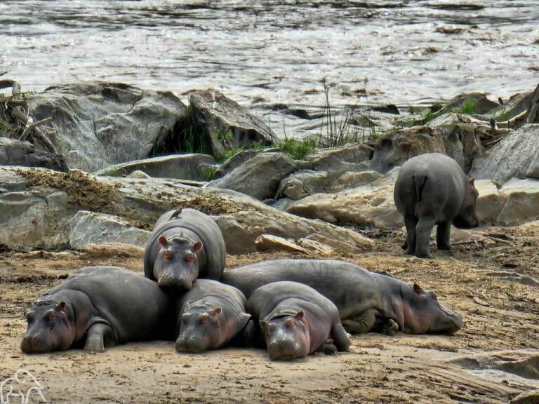 Rondreis Tanzania. Nijlpaarden die op het droge dicht tegen elkaar aan liggen