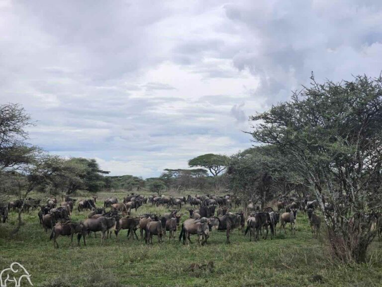Reiservaring Tanzania. Oog in oog met de grote migratie bij een groep gnoes Serengeti