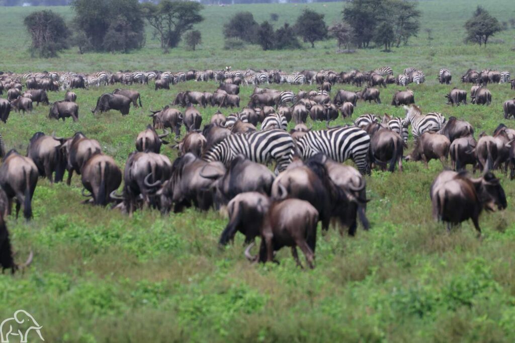 Grote groep gnoes tijden de grote trek op de vlaktes van Ndutu Tanzania