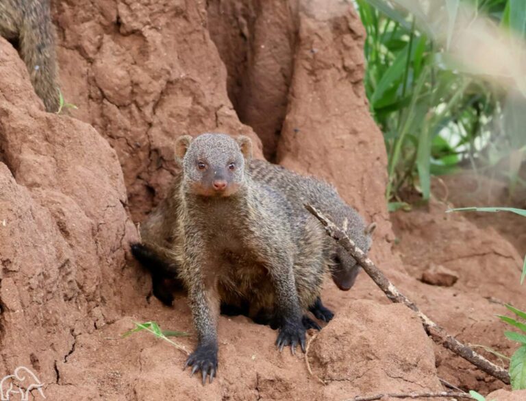 mangoos op een termietenheuvel safari Tanzania