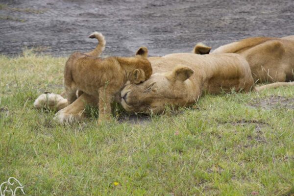 Welpje die kopjes geeft aan de moederleeuw in Ndutu in Tanzania