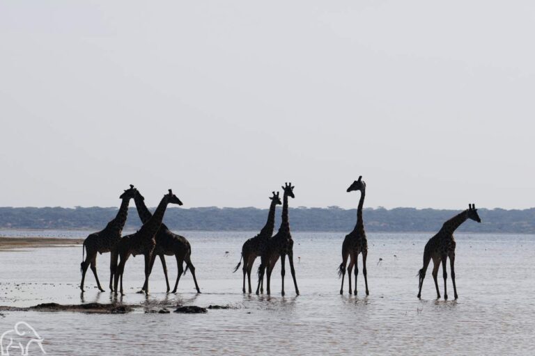 groep giraffen staand in het water bij lake ndutu tanzania