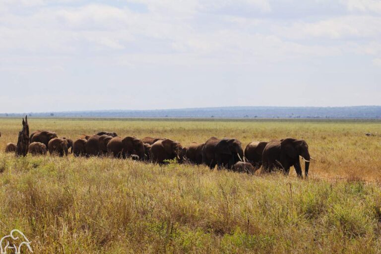 grote groep olifanten bij het moers in tarangire tanzania