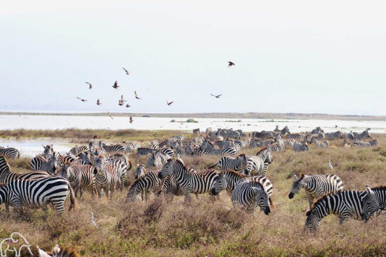 grote groep zebra's en flamigno's bij lake ndutu tanzania