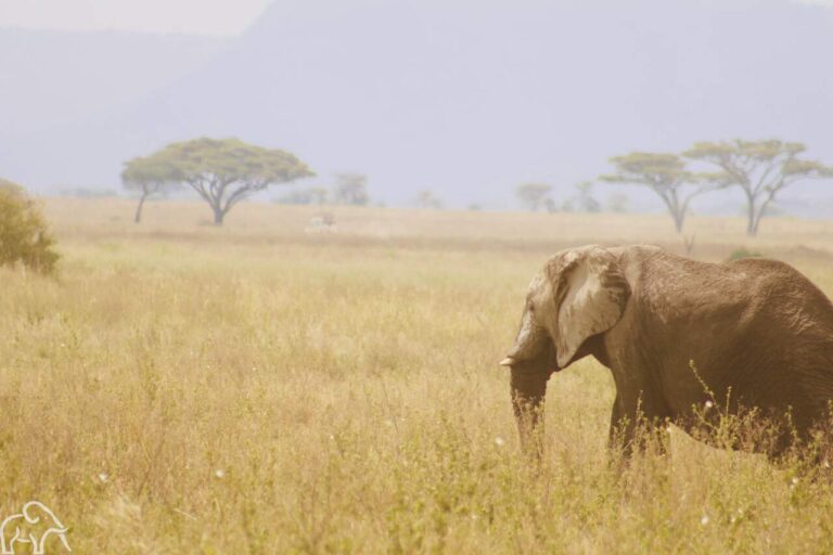 jonge olifant in het goedgele gras op de vlaktes van de serengeti