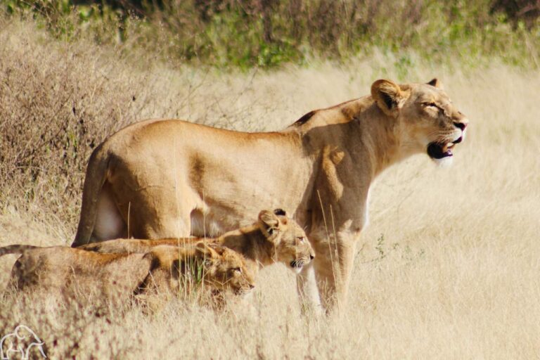 leeuwin met haar twee welpjes in het goudgelegras van ndutu tanzania