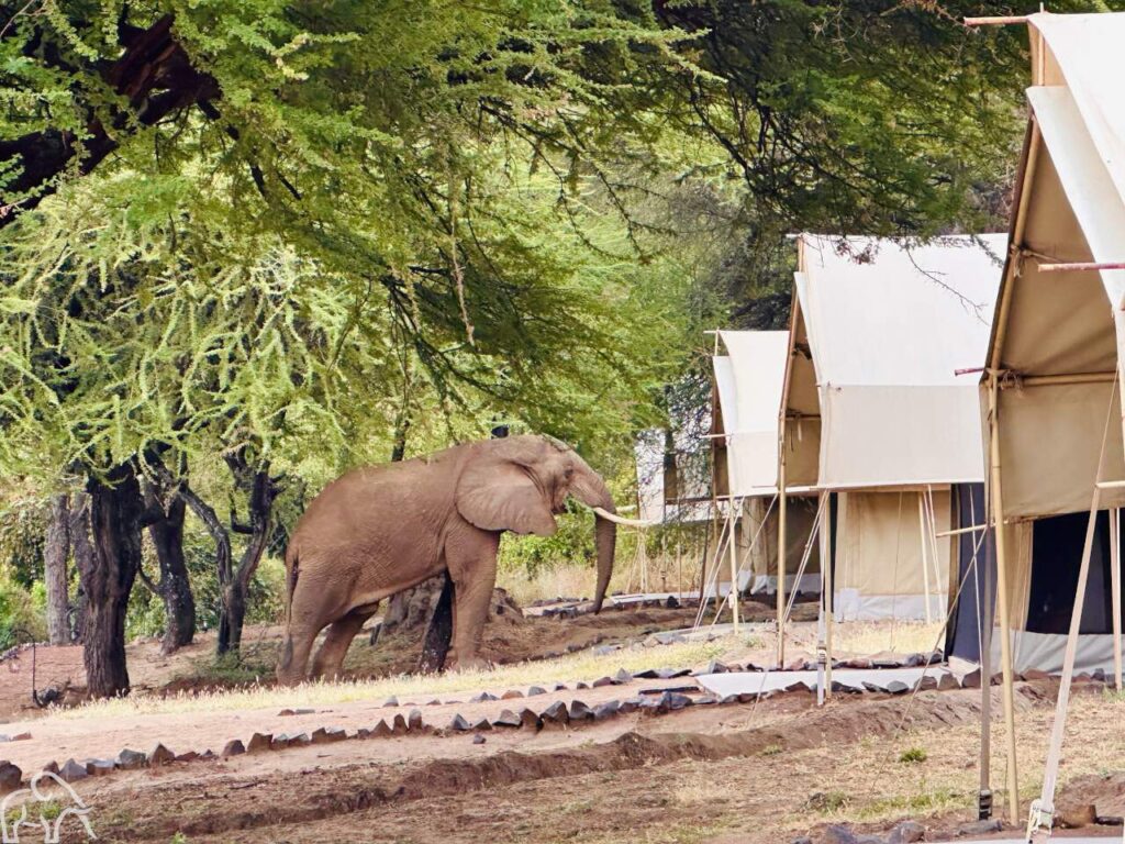 olifant bij de tent safari tanzania