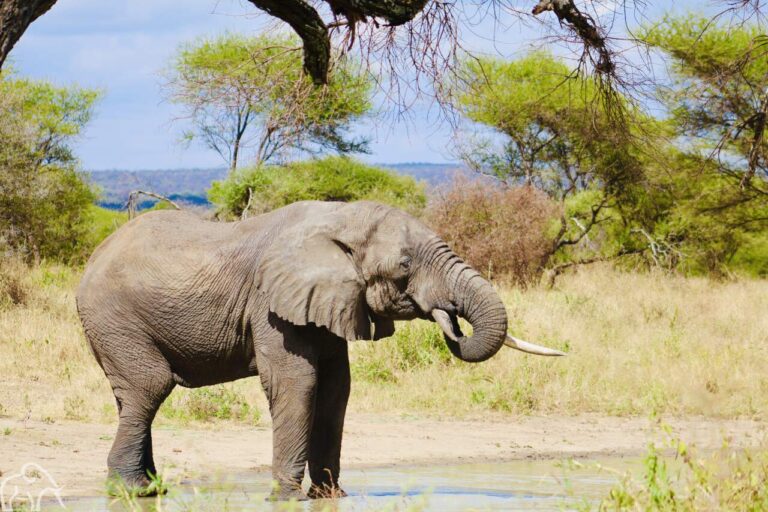 olifant die water drinkt bij een plas tanzanai safari tarangire