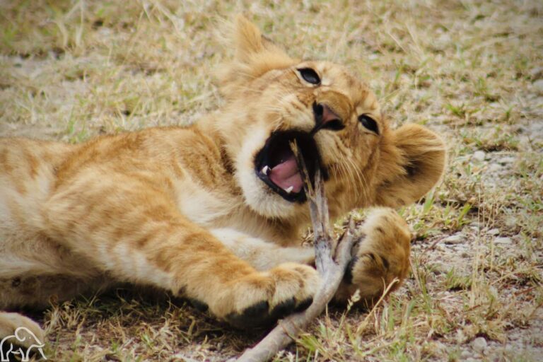 welpje die op een tak zit te kauwen ndutu tanzania