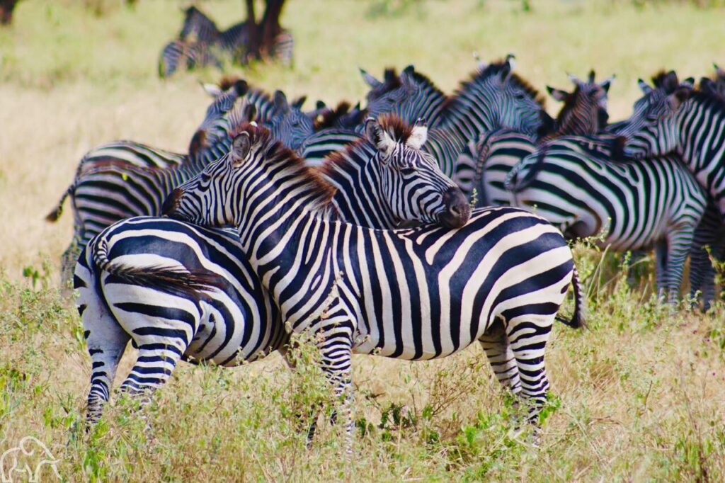 zebra's die met de kop op elkaars rug liggen