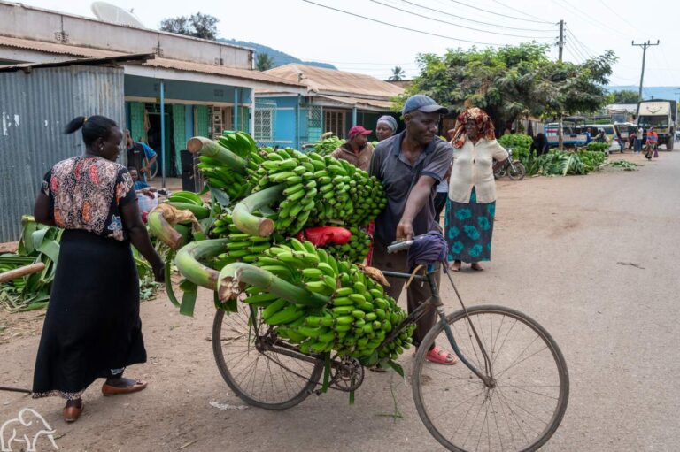 Tanzaniaan met grote trossen bananen aan en op de fiets