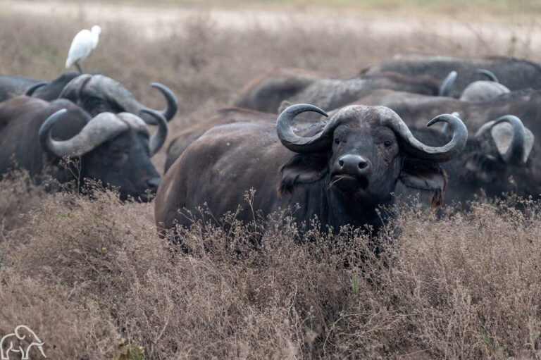 groep buffalo's waarvan eentje een grote witte vogel op zijn rug heeft