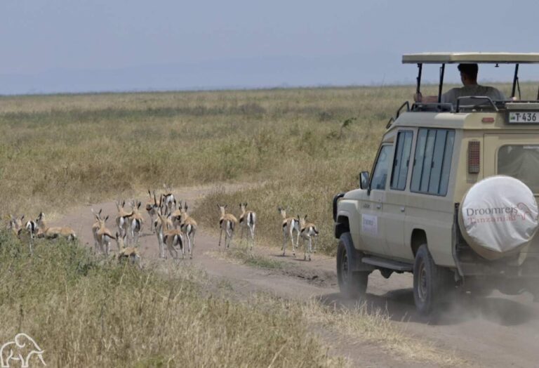 Droomreis Tanzania safari auto op de Serengeti