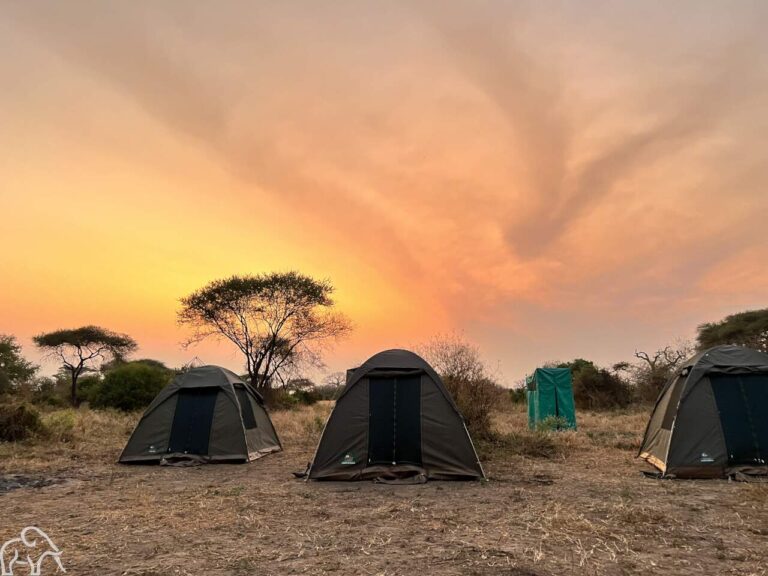 Special campsite in Tarangire bij een ondergaande zon