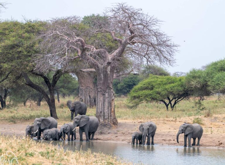 grote groep olifanten die aan het drinken zijn staand onder een baobab