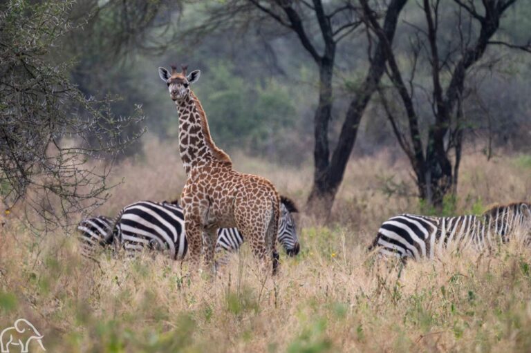 Giraf met daarnaast zebra's in het goudgele hoge gras