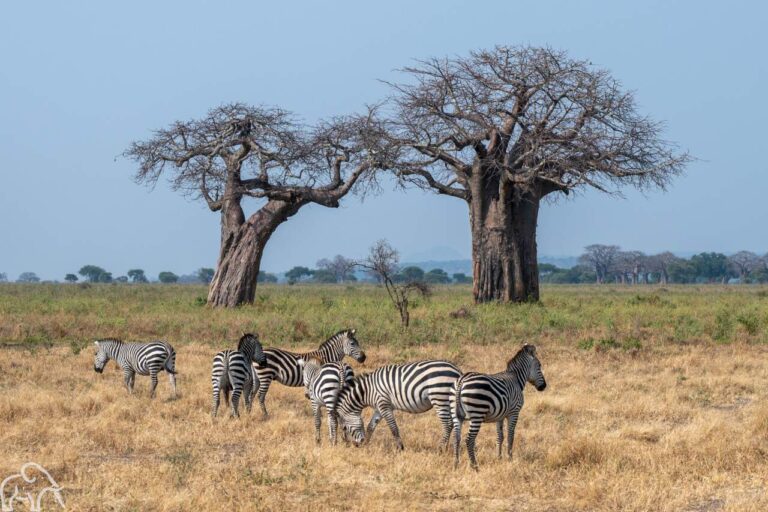 zebra's met op de achtergrond twee baobab bomen