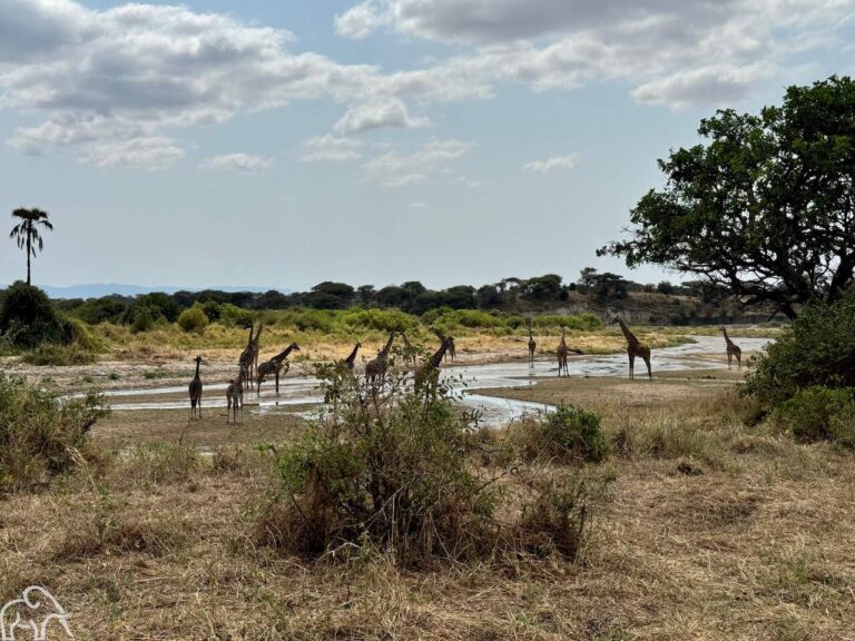 grote groep giraffen staand in het water