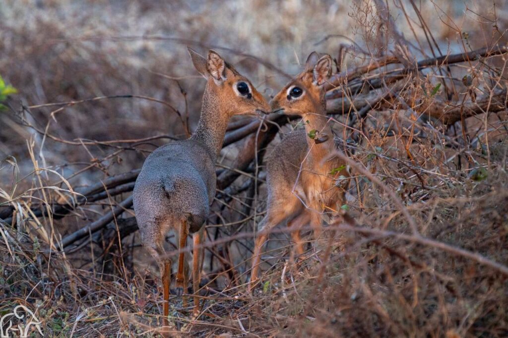 twee dik diks die met de neusjes tegen elkaar komen